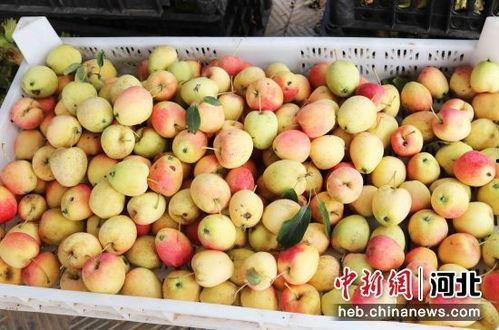 石家庄水果最新爆料微信,微信爆料带你尝鲜！